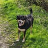 Nero sucht sein Zuhause