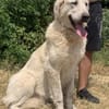 Luna (6) wartet auf ihre Menschen