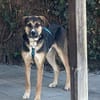 Traumhund Goofy sucht sein Zuhause