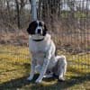 Mosel sucht Familie