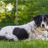 Mosel sucht Familie