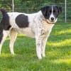 Mosel sucht Familie