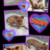 sehr liebe kleine junge Honey auf PS in 91286