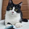 Mochi Verschmuster Maskenkater sucht  gechillte Familie