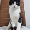 Mochi Verschmuster Maskenkater sucht  gechillte Familie