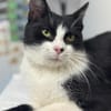 Mochi Verschmuster Maskenkater sucht  gechillte Familie