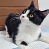 Mochi Verschmuster Maskenkater sucht  gechillte Familie