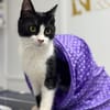 Mochi Verschmuster Maskenkater sucht  gechillte Familie