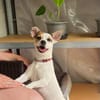 Die kleine Lizzy sucht ein Zuhause