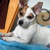 Die kleine Lizzy sucht ein Zuhause