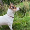 Die kleine Lizzy sucht ein Zuhause