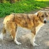 Mali -sucht erfahrenes Zuhause