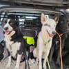 ARKANI - freundlich, sanft und verträglich