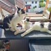 Binx & Zeus - Verspieltes Katzenpärchen