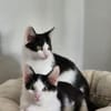 Binx & Zeus - Verspieltes Katzenpärchen