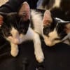 Binx & Zeus - Verspieltes Katzenpärchen