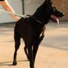 Schäferhundmix Gala