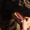 Schäferhundmix Gala