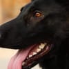 Schäferhundmix Gala