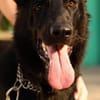 Schäferhundmix Gala