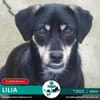 LILIA - 2022 auf PS in 28309 Bremen