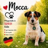 Mocca - liebenswert & verschmust