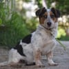 Mocca - liebenswert & verschmust