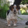 Mocca - liebenswert & verschmust