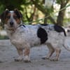 Mocca - liebenswert & verschmust