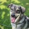Kaji - sucht seine Menschen 🐕