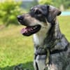 Kaji - sucht seine Menschen 🐕