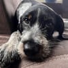 Mötti sucht Familienanschluss