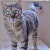 Kitty (en cours d'adoption)