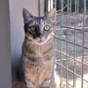 Kitty (en cours d'adoption)