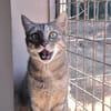 Kitty (en cours d'adoption)