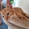 RON a trouvé sa famille