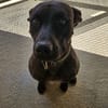 koda