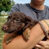 LOUPITA QCN (a trouvé sa famille)