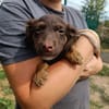 LOUPITA QCN (a trouvé sa famille)