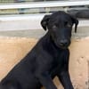 BOUBA, chiot Berger Créole mâle