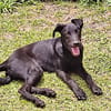 BOUBA, chiot Berger Créole mâle