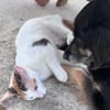 CHATKIRA, chaton femelle européen