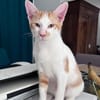 LEVI, chaton créole mâle