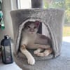 LEVI, chaton créole mâle
