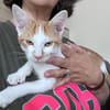 LEVI, chaton créole mâle
