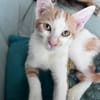 LEVI, chaton créole mâle