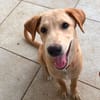 MYLO, chiot Berger Créole mâle