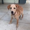 MYLO, chiot Berger Créole mâle