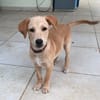 MYLO, chiot Berger Créole mâle