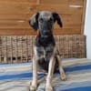 MAHE, chiot mâle Berger Créole